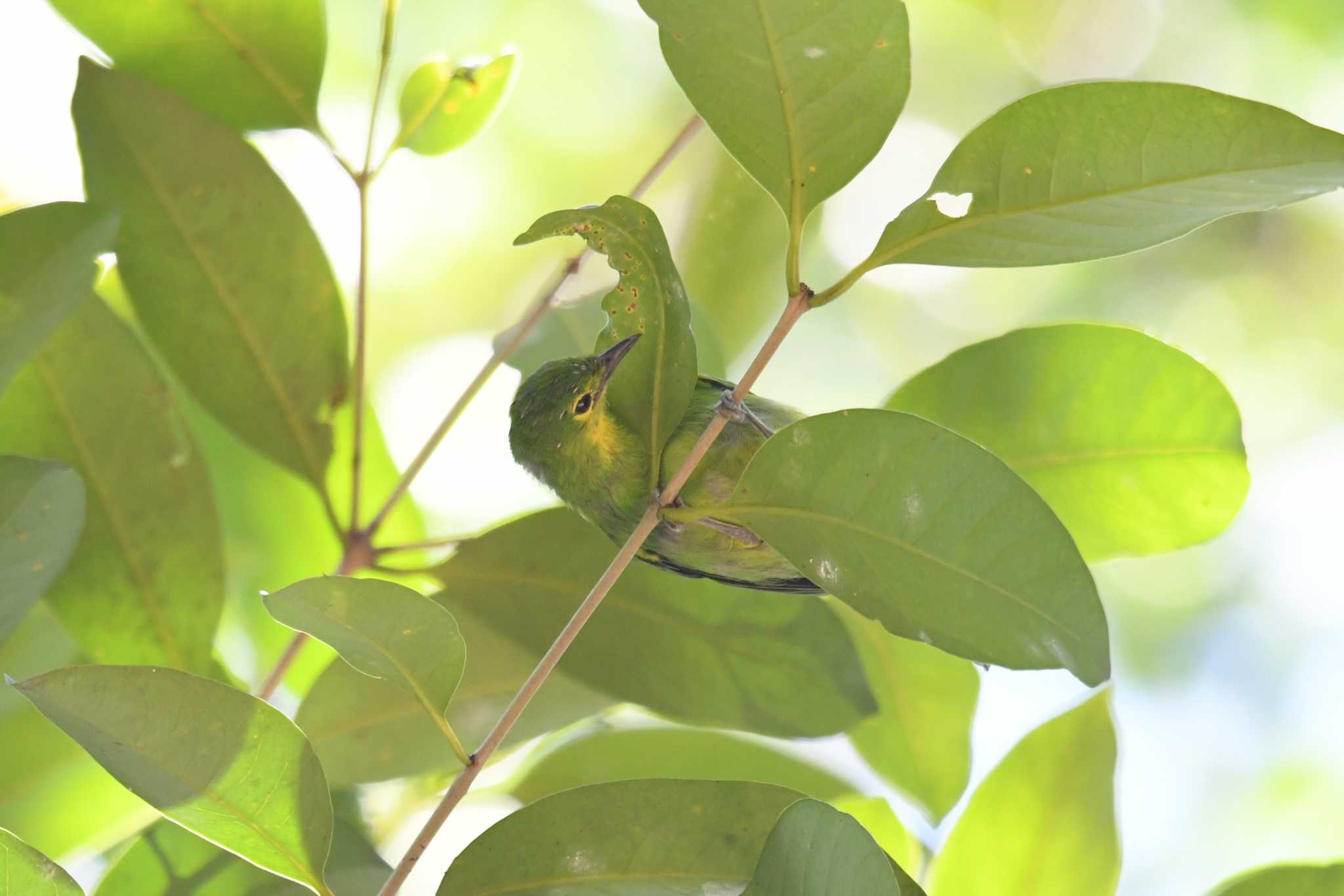 Photo of Greater Green Leafbird at Phang-Nga Wildlife Nursery Station by あひる