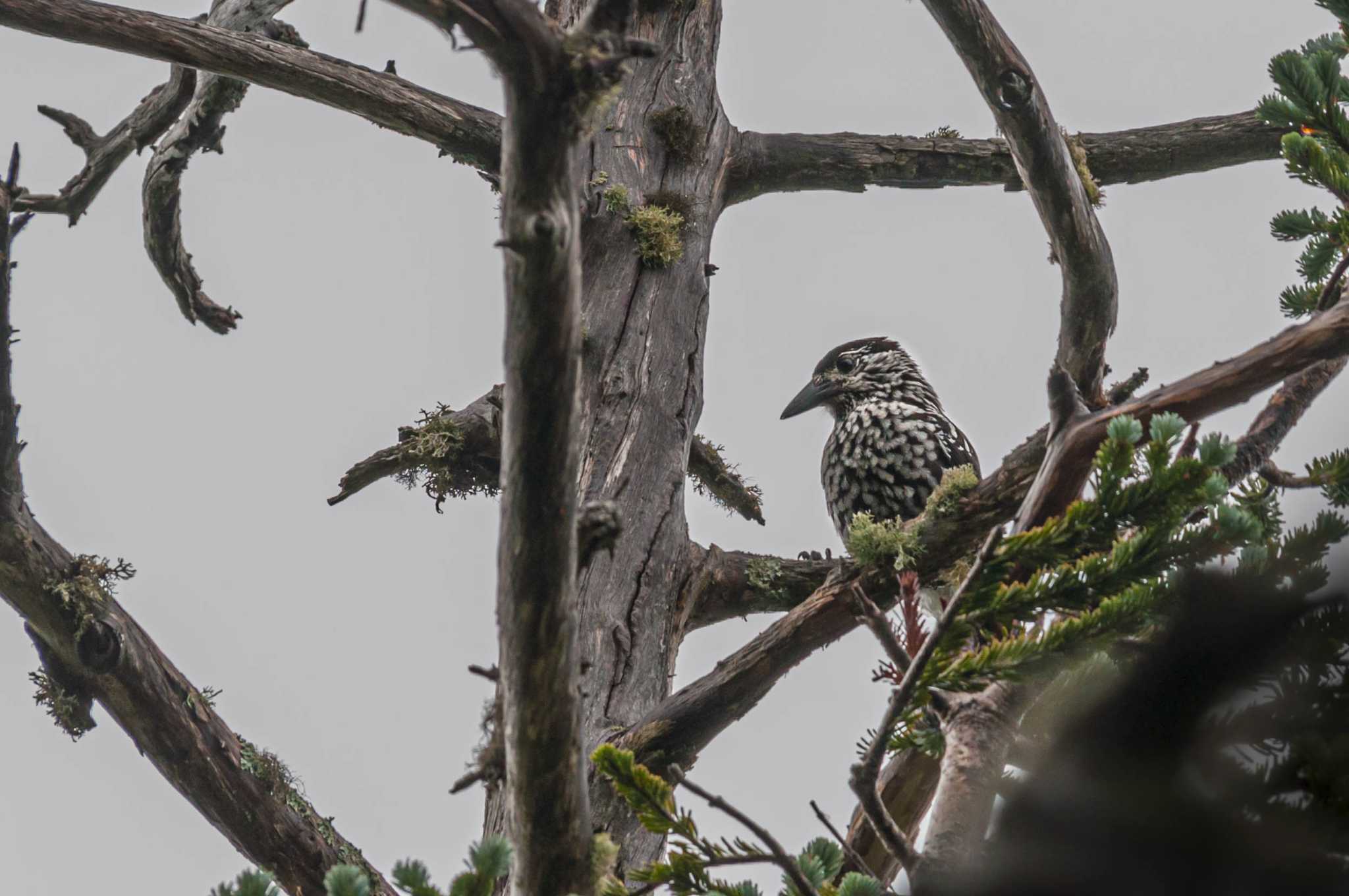 Photo of Spotted Nutcracker at 甲斐駒ヶ岳 by auto tama