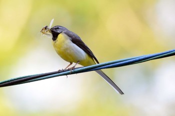 Grey Wagtail 段戸裏谷 Tue, 6/18/2019