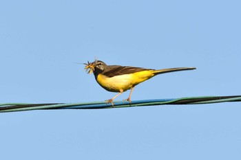 Grey Wagtail 段戸裏谷 Tue, 6/18/2019