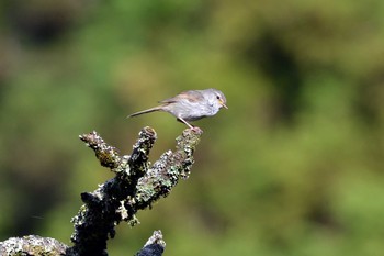 Japanese Bush Warbler 段戸裏谷 Tue, 6/18/2019