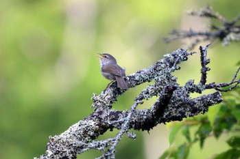 Japanese Bush Warbler 段戸裏谷 Tue, 6/18/2019