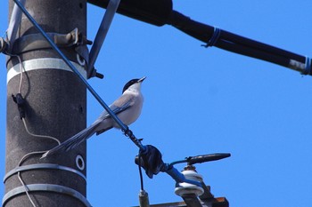 Azure-winged Magpie 八王子市 Sun, 6/16/2019