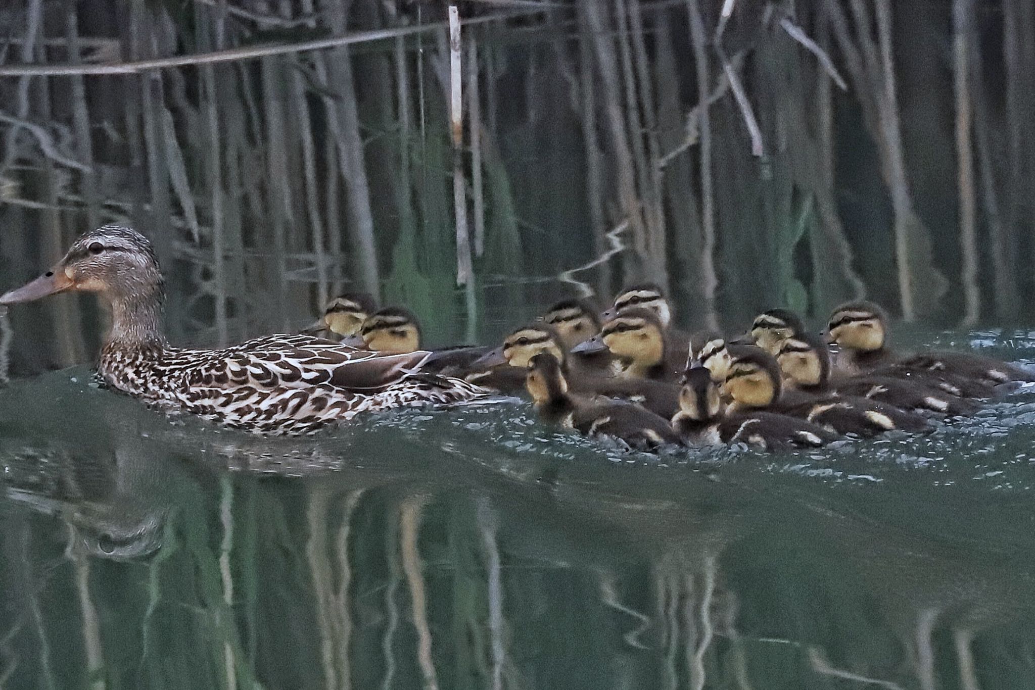 余呉川 マガモの写真 by ma_bo