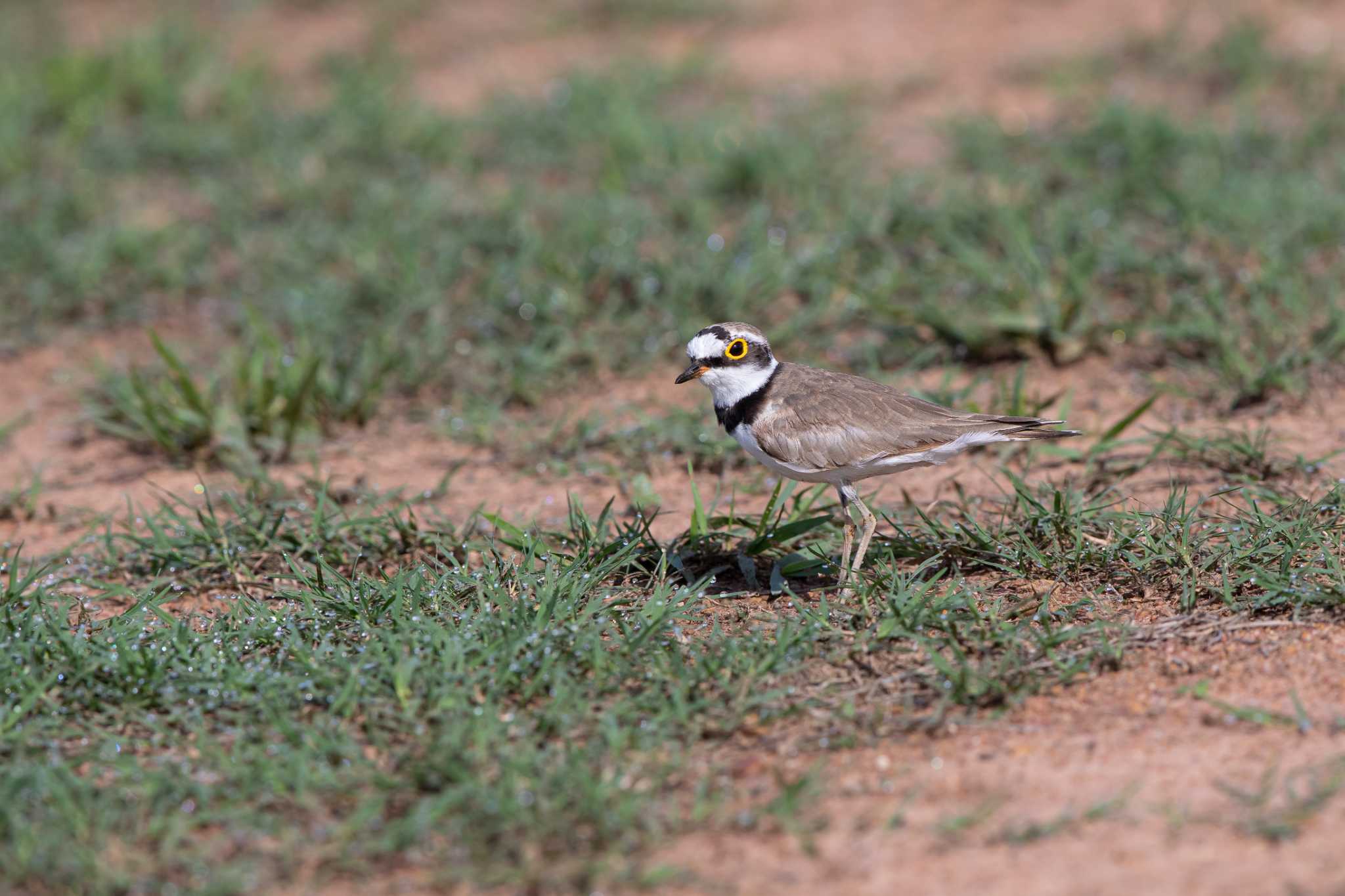 Little Ringed Plover