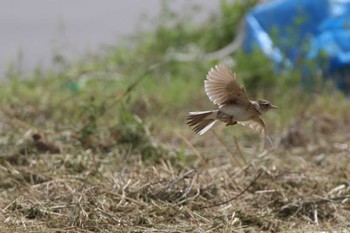 ヒバリ 兵庫県芦屋市 2019年6月16日(日)