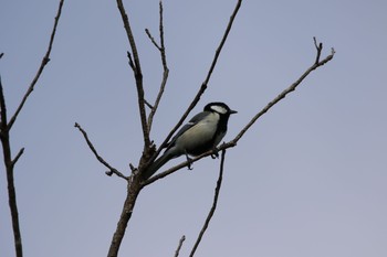 Japanese Tit 春日山原始林 Thu, 6/13/2019