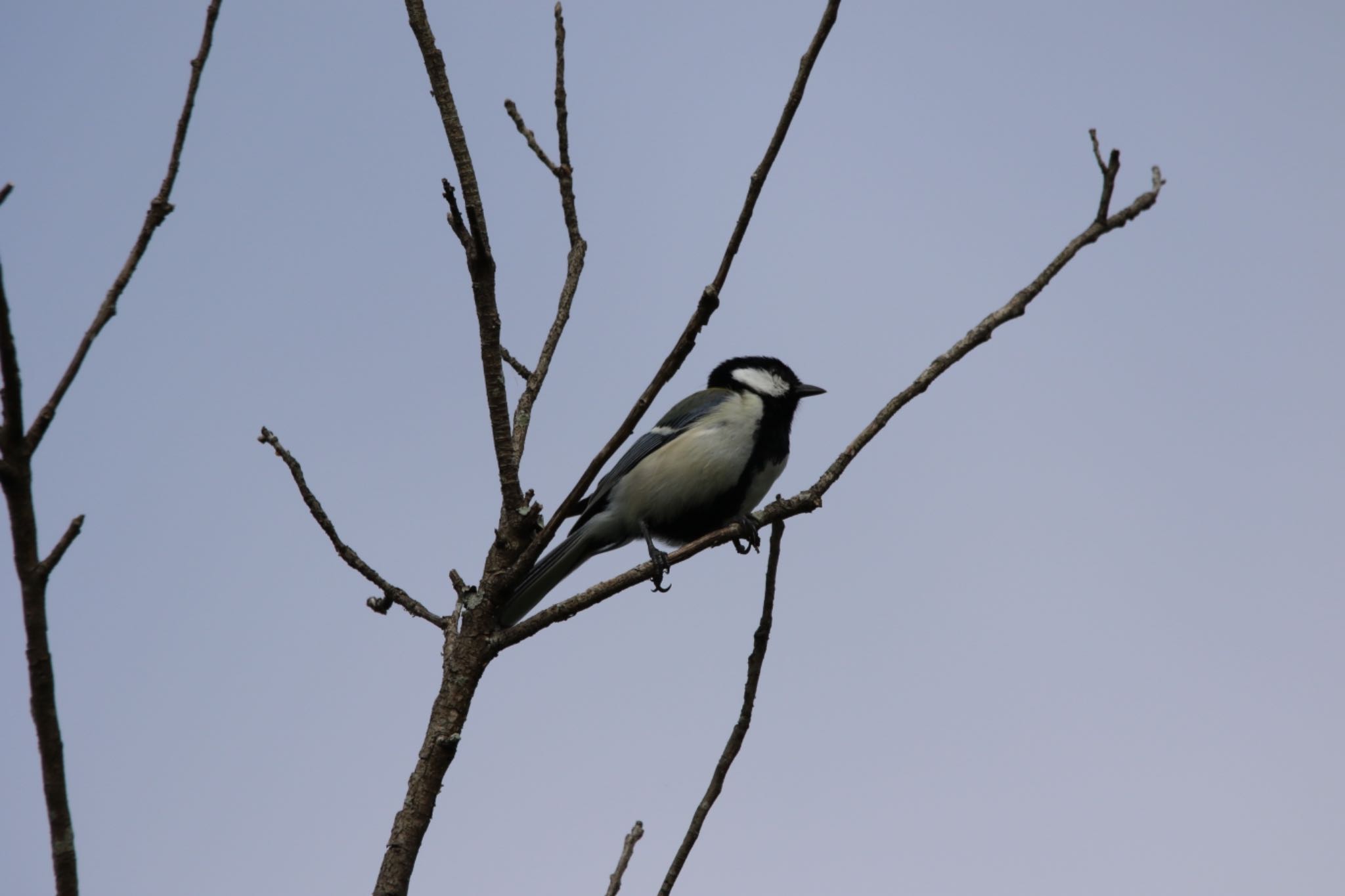 シジュウカラ