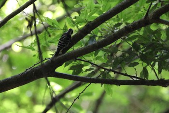 キビタキ 春日山原始林 2019年6月13日(木)