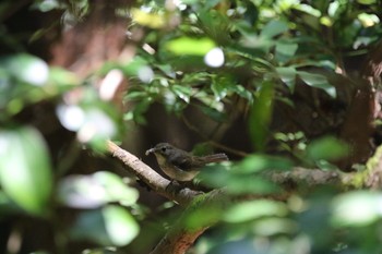 キビタキ 春日山原始林 2019年6月13日(木)