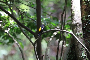 キビタキ 春日山原始林 2019年6月13日(木)