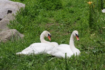 2019年6月14日(金) 長居植物園の野鳥観察記録