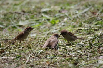 スズメ 長居植物園 2019年6月14日(金)