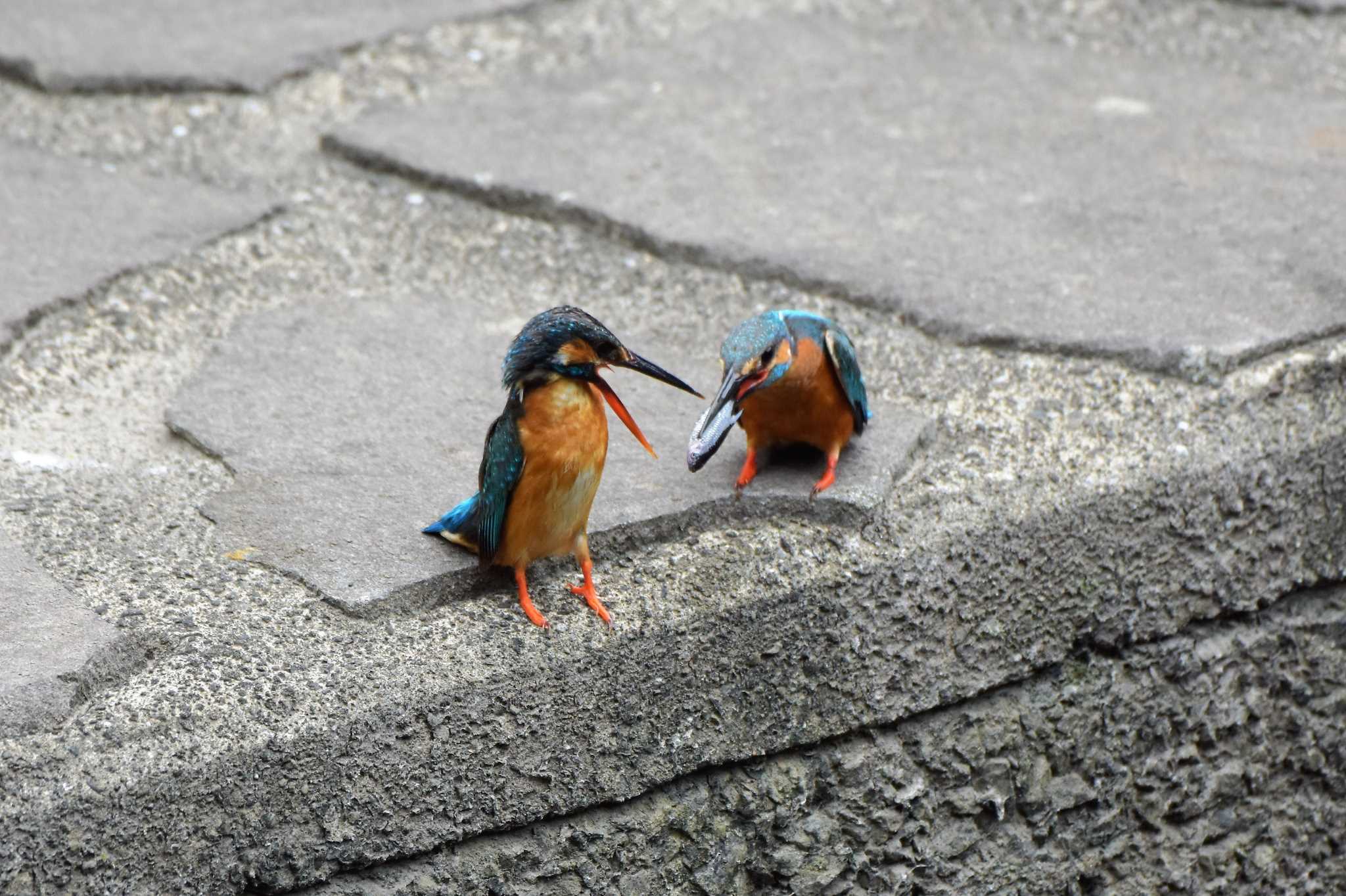 カワセミ　雄が魚を持ってきました by 雅直