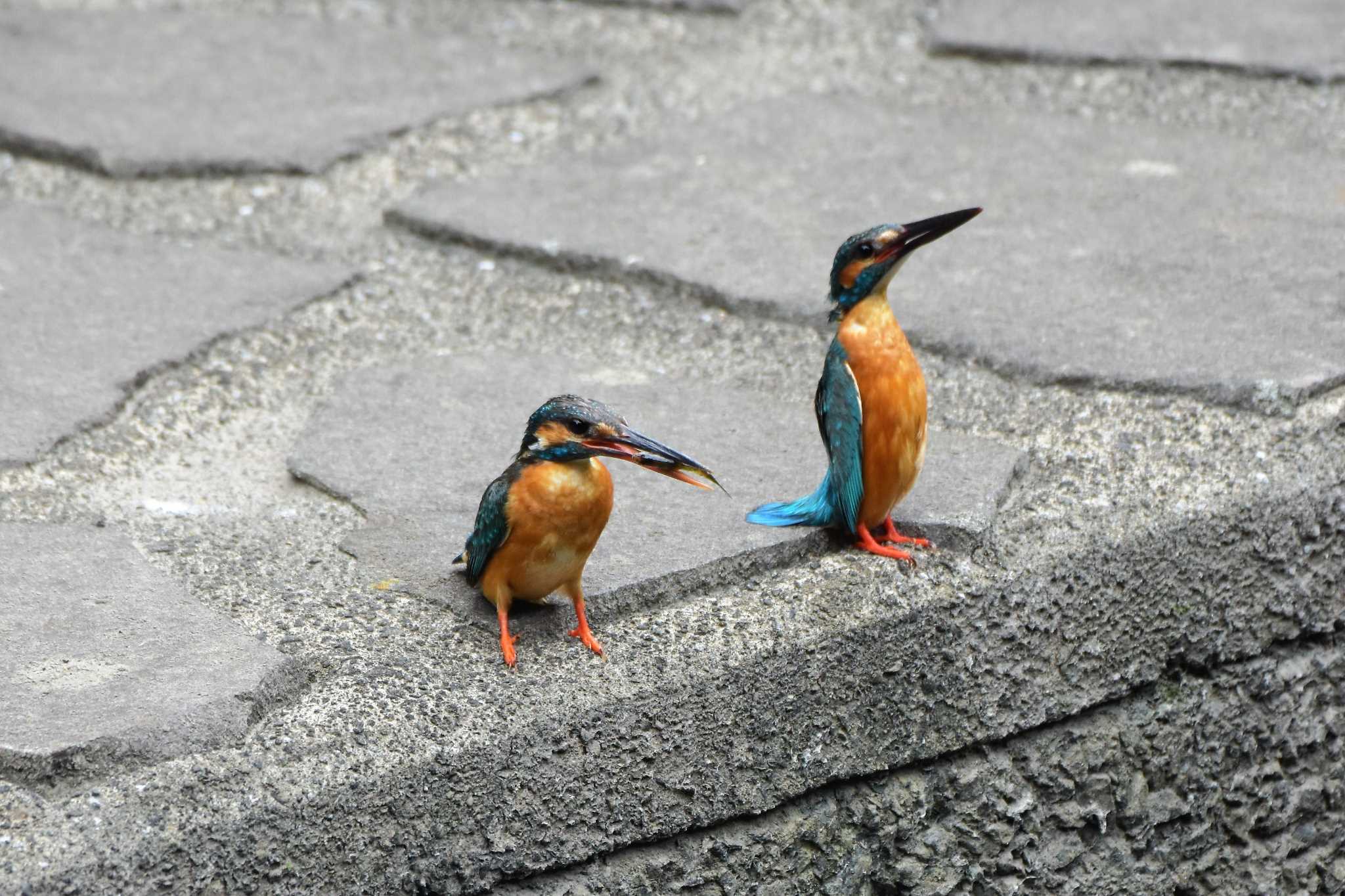 カワセミ　雄が雌に魚を持ってきました by 雅直