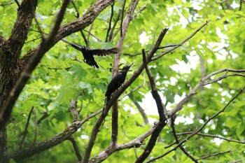 Black Woodpecker 北大苫小牧研究林 Sun, 6/16/2019