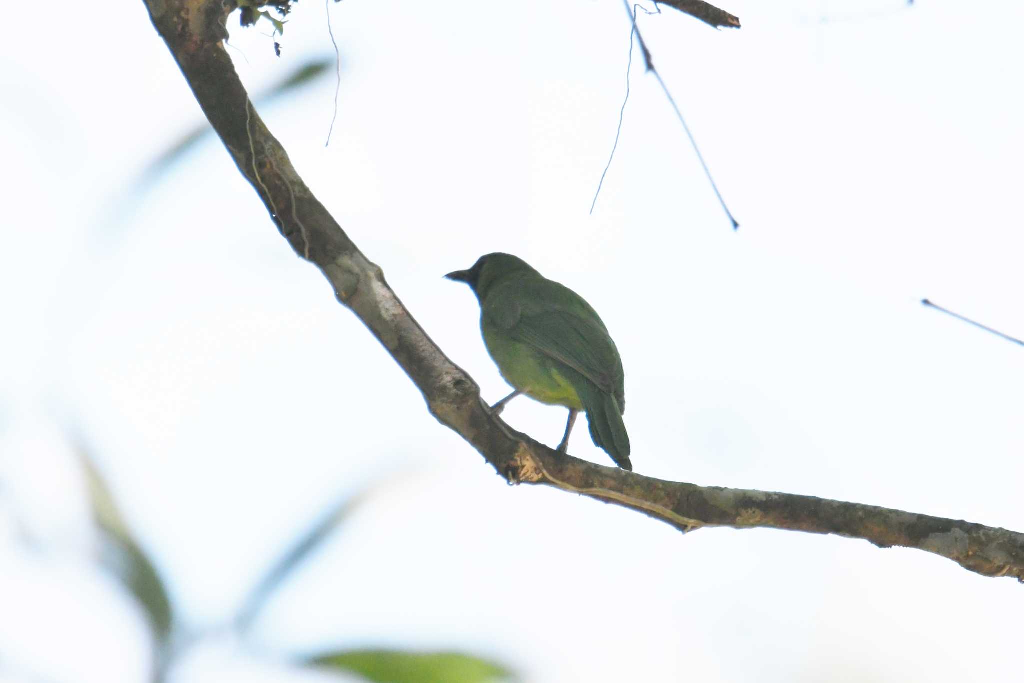 Photo of Lesser Green Leafbird at Phang-Nga Wildlife Nursery Station by あひる