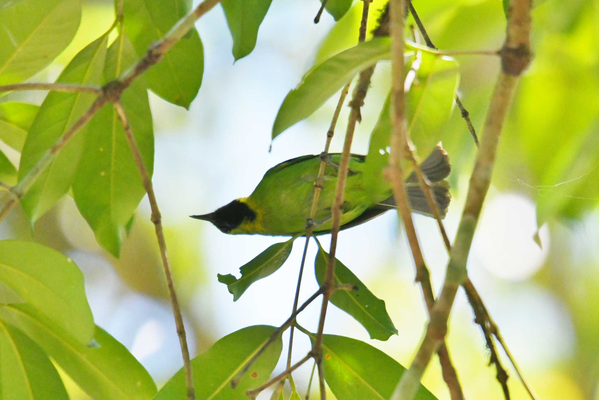 Phang-Nga Wildlife Nursery Station コノハドリの写真 by あひる