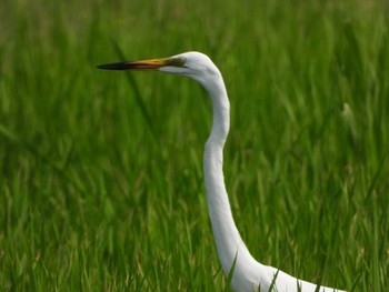 Great Egret 流山 Thu, 6/20/2019