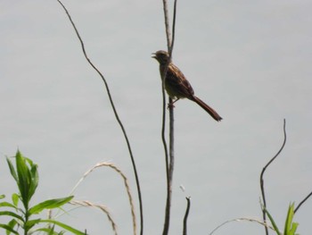 Meadow Bunting 流山 Thu, 6/20/2019