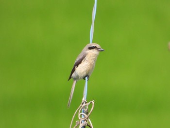 Bull-headed Shrike 流山 Thu, 6/20/2019