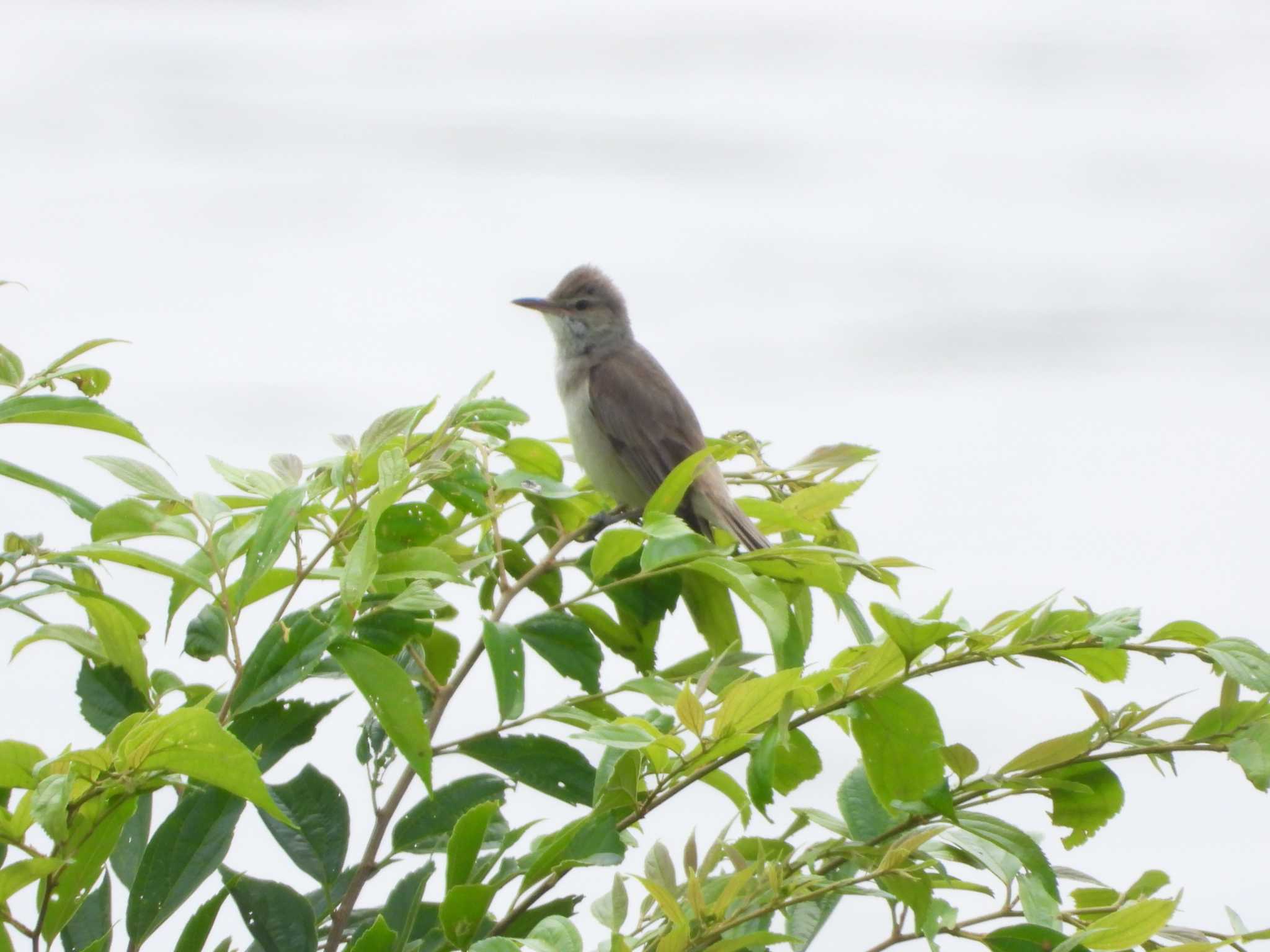 Photo of Oriental Reed Warbler at 流山 by サジタリウスの眼