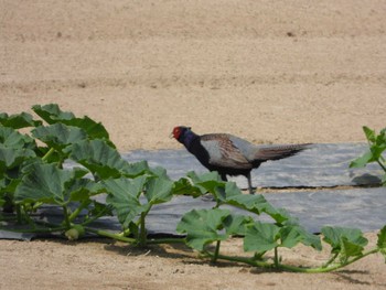 キジ 流山 2019年6月20日(木)