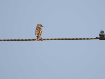 Zitting Cisticola 流山 Thu, 6/20/2019