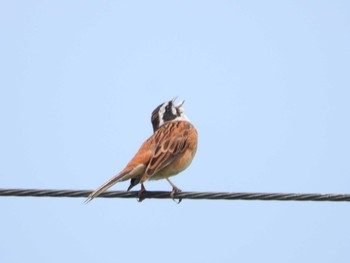 Meadow Bunting 流山 Thu, 6/20/2019