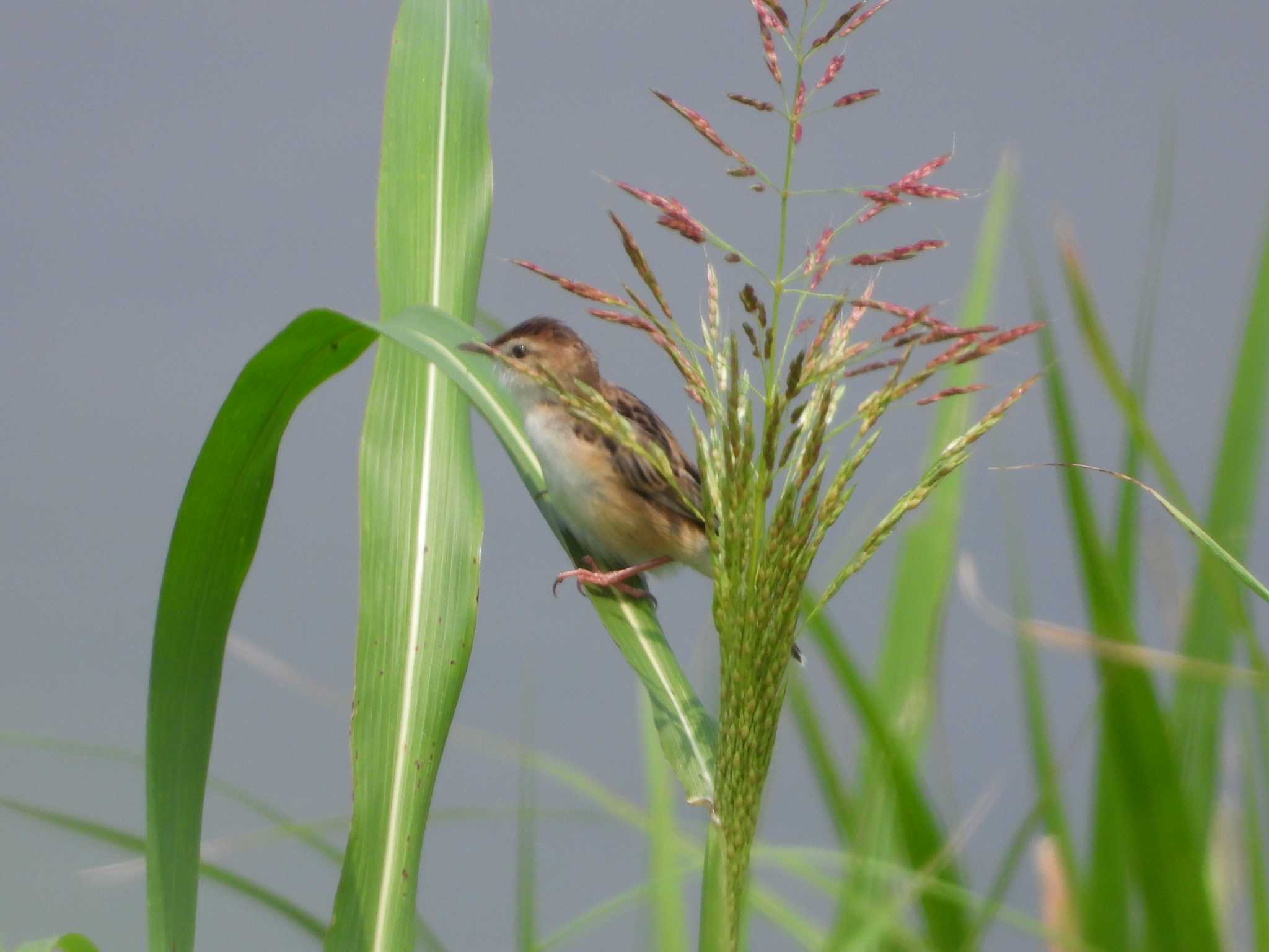 Photo of Zitting Cisticola at 流山 by サジタリウスの眼