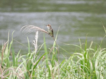 Oriental Reed Warbler 流山 Thu, 6/20/2019