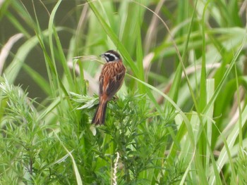 ホオジロ 流山 2019年6月20日(木)