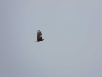 Black Kite 流山 Thu, 6/20/2019