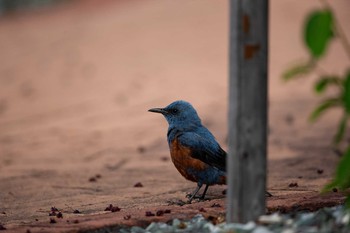 イソヒヨドリ 岐阜県 撮影日未設定