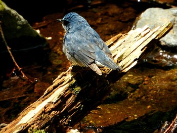 コルリ 軽井沢野鳥の森 2019年5月8日(水)