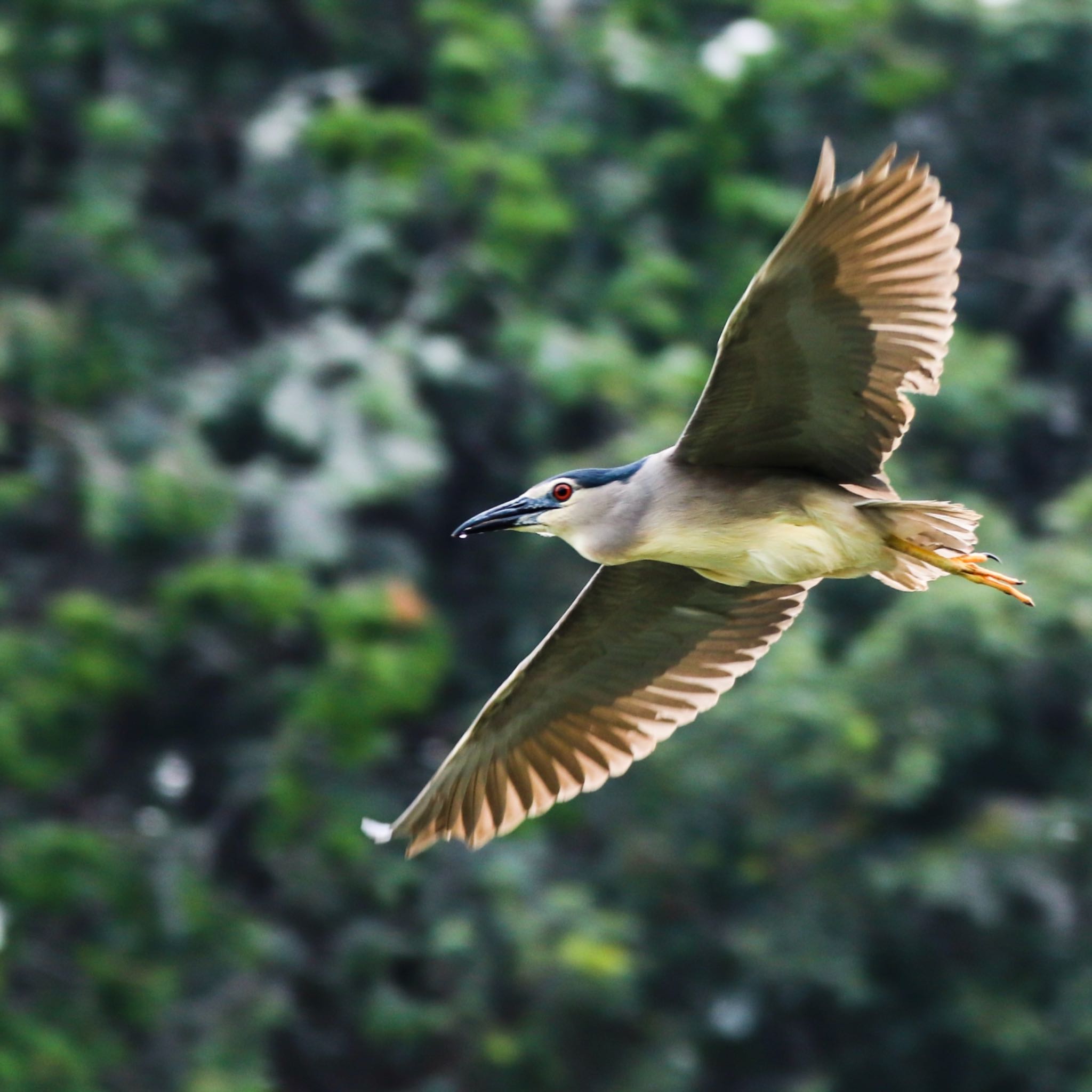 Photo of Black-crowned Night Heron at 垂仁天皇陵 by 鳥オヤジ