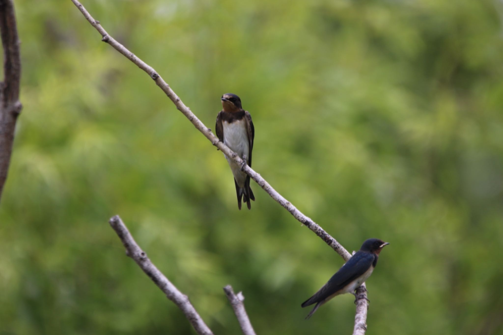 Photo of Barn Swallow at 大仙公園 by のんきなおじさん