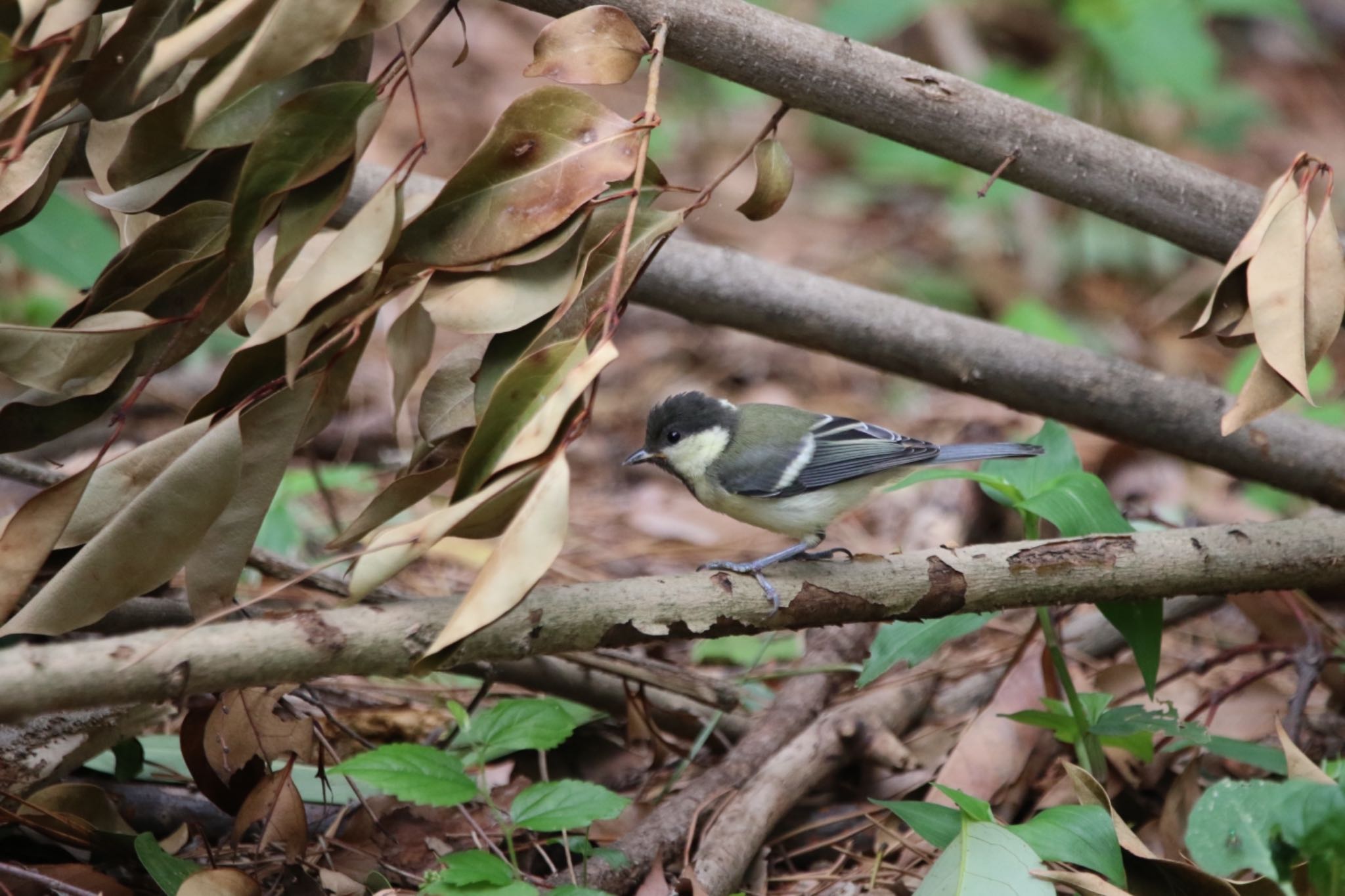 Photo of Japanese Tit at 大仙公園 by のんきなおじさん