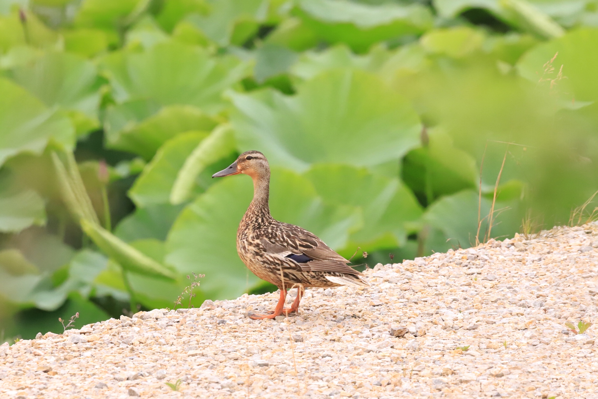 早崎ビオトープ マガモの写真 by ma_bo