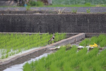 ケリ 泉佐野市 2019年6月18日(火)