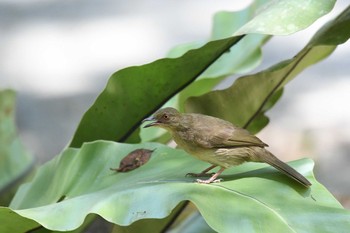 Asian Red-eyed Bulbul