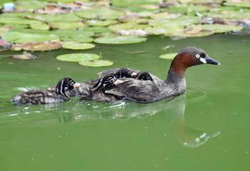 カイツブリ 場所が不明 2019年6月21日(金)