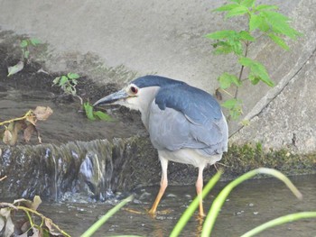 Black-crowned Night Heron 勅使水辺公園 Thu, 6/20/2019