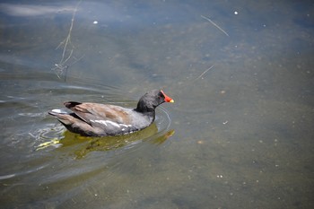 Unknown Species Kensington Gardens Mon, 6/17/2019