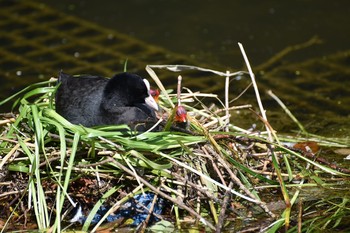 Eurasian Coot Kensington Gardens Mon, 6/17/2019