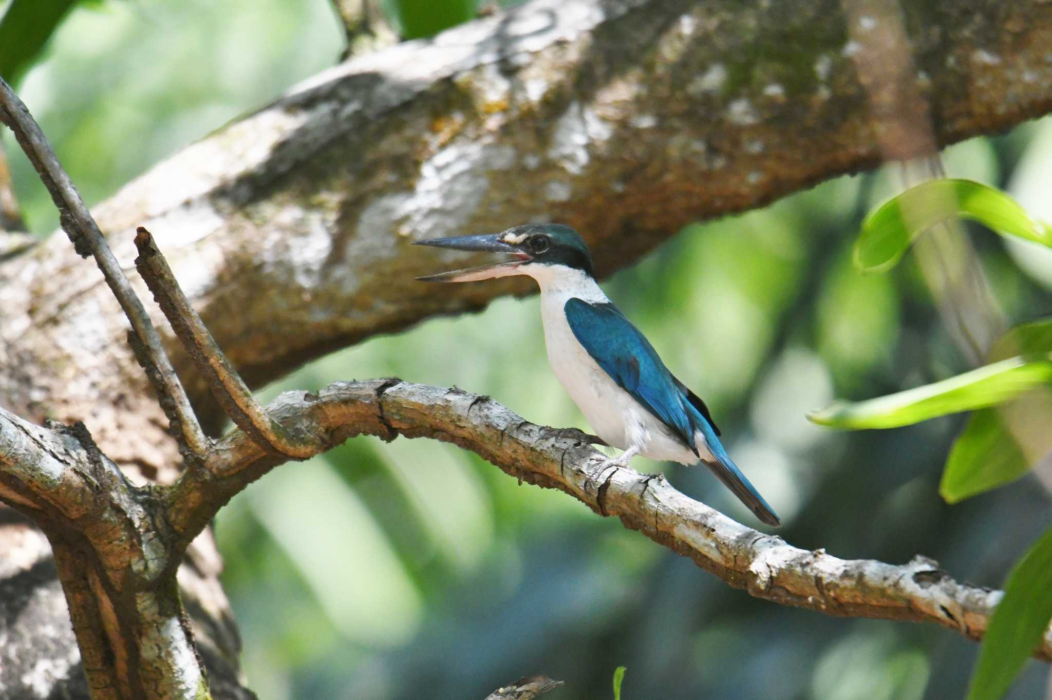 Photo of Collared Kingfisher at パンガーマングローブ林研究センター by あひる
