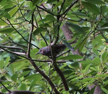 Brown-eared Bulbul The University of Tokyo Sat, 6/22/2019