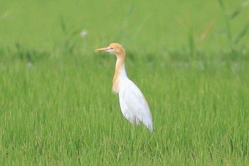 アマサギ 長浜市 2019年6月22日(土)