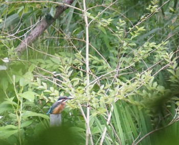 Common Kingfisher Shakujii Park Sat, 6/22/2019