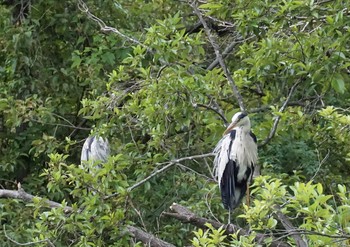 Grey Heron Shakujii Park Sat, 6/22/2019